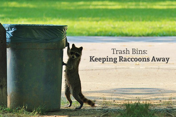 Keeping Raccoons Away From A Trash Bin Gleam Bin Cleaning